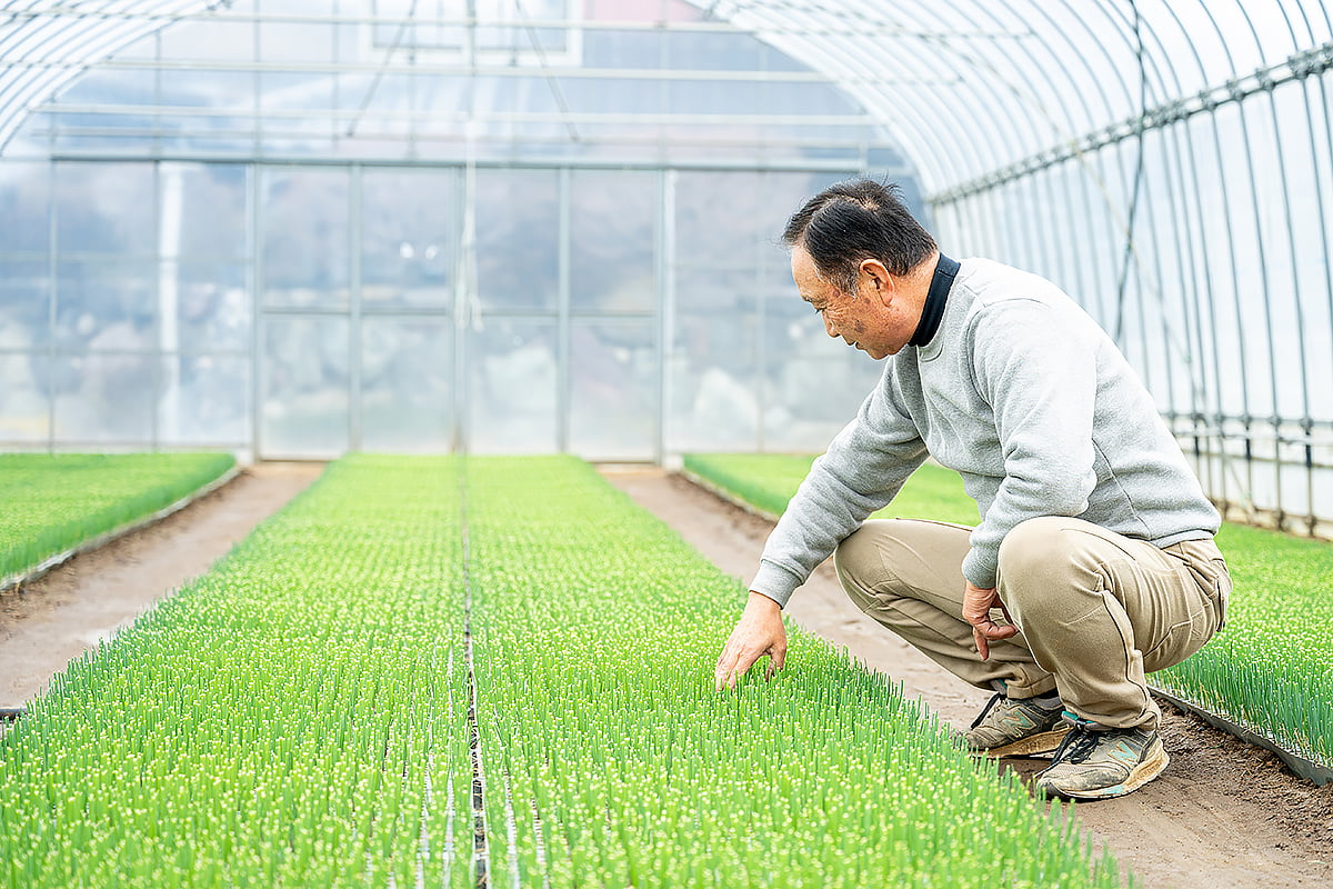 ねぎ苗の生育にもこれまでの経験が活かされている｜晴れまちFARM｜田沼唯利さん