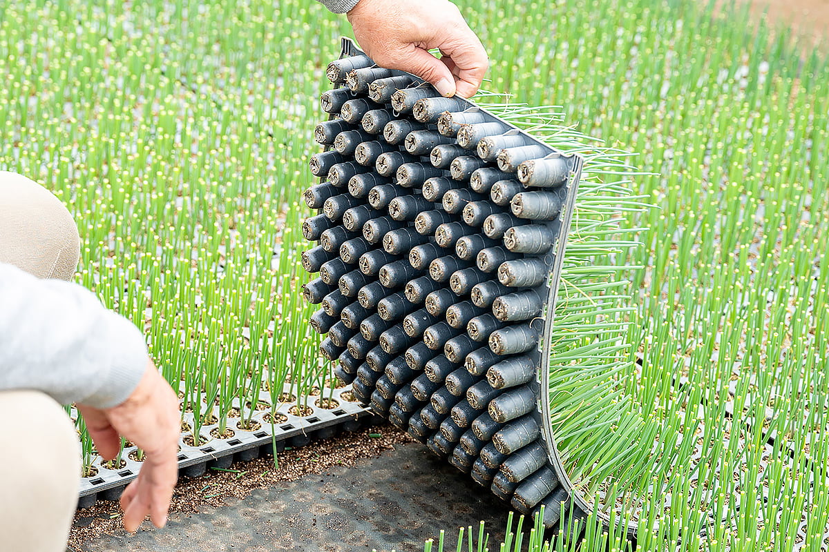 ねぎ苗の生育にもこれまでの経験が活かされている｜晴れまちFARM｜田沼唯利さん