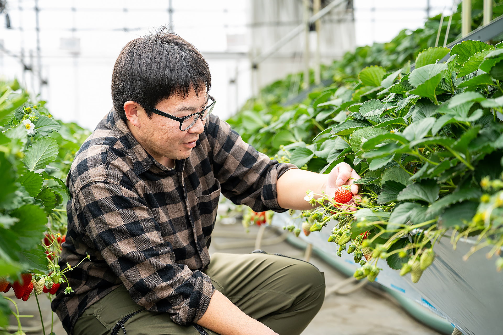 いちごの生産者・奥地良啓さん|晴れまちFARM
