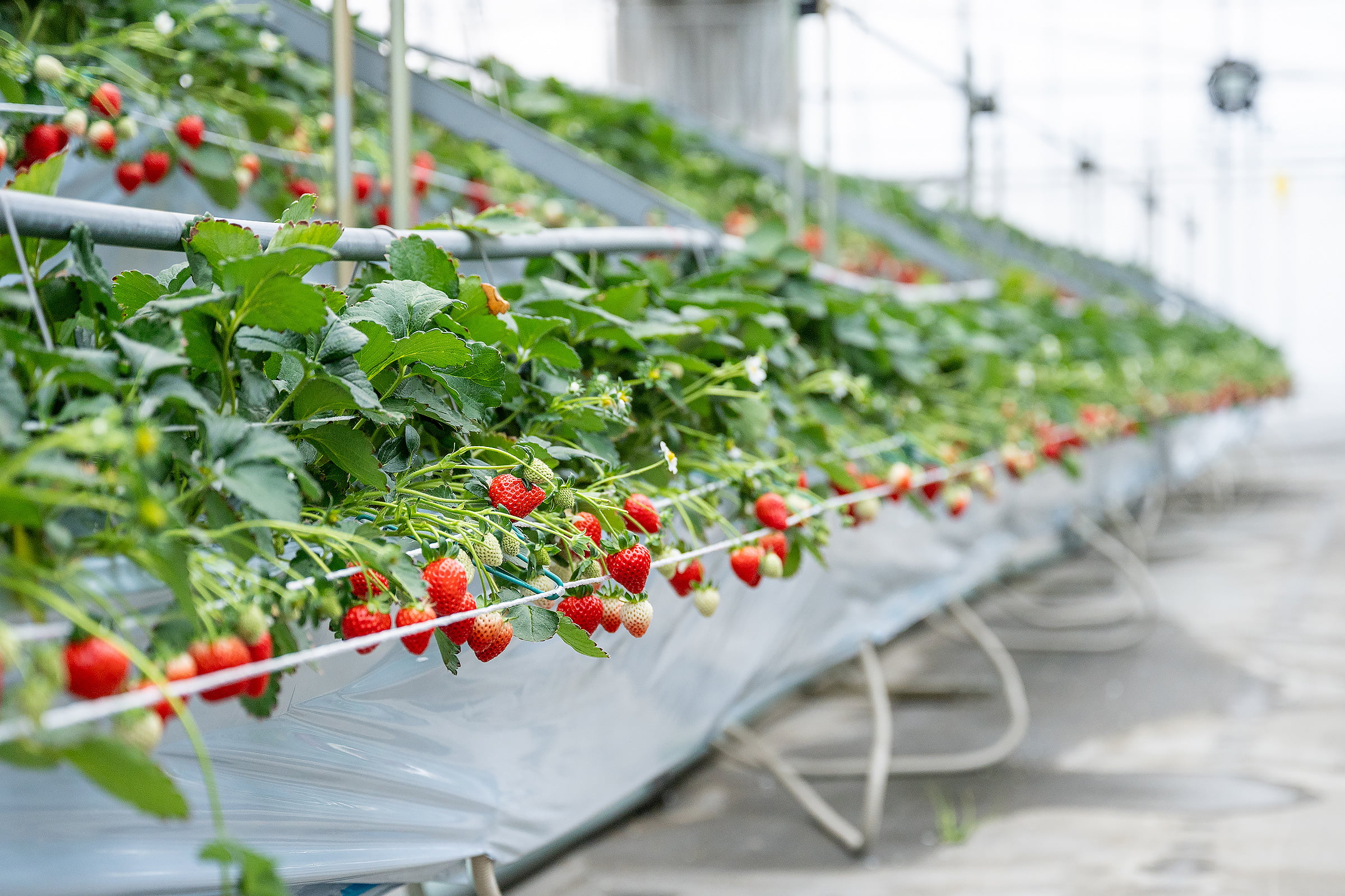 いちごの生産者・奥地良啓さん|晴れまちFARM
