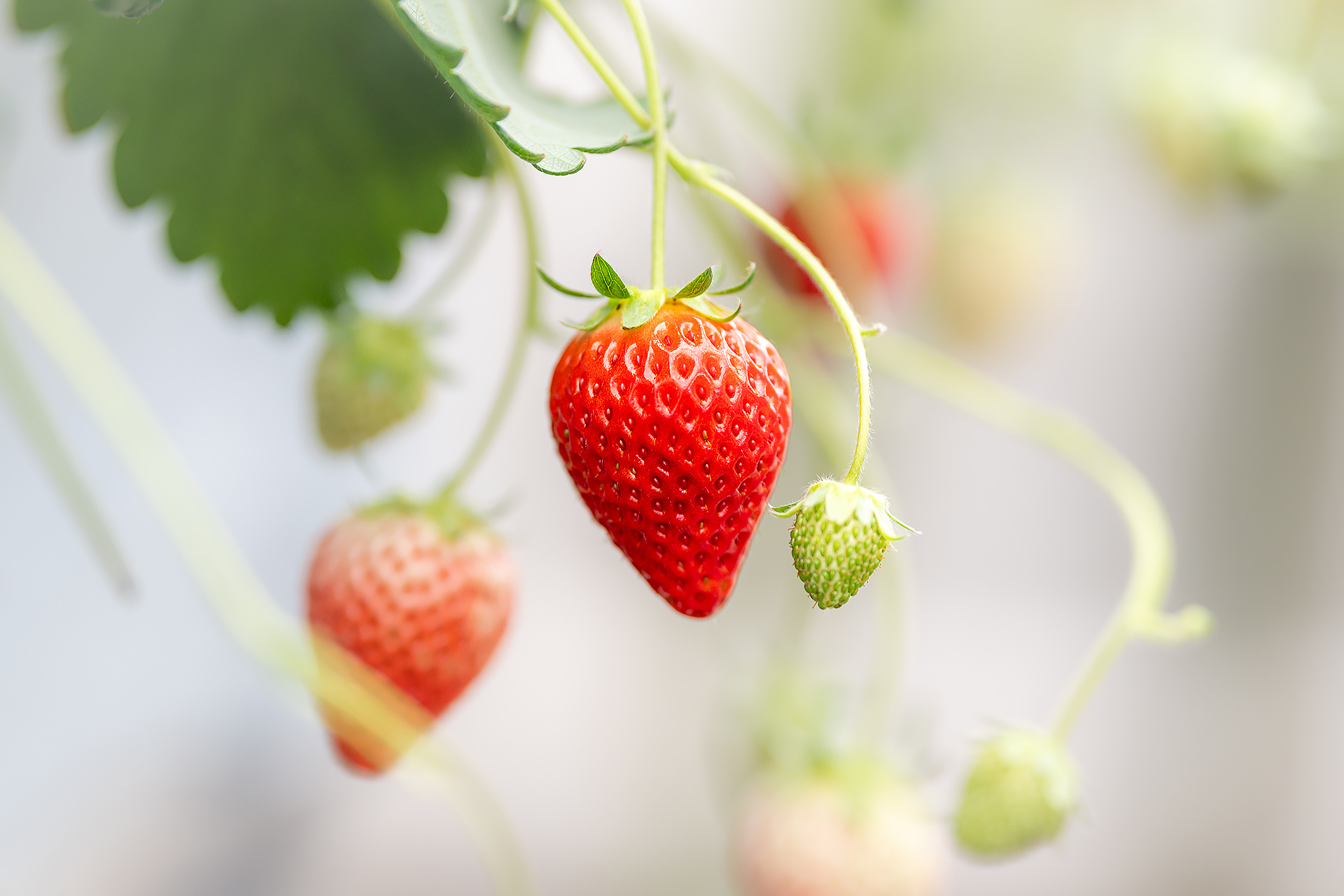 いちご|熊谷野菜|晴れまちFARM