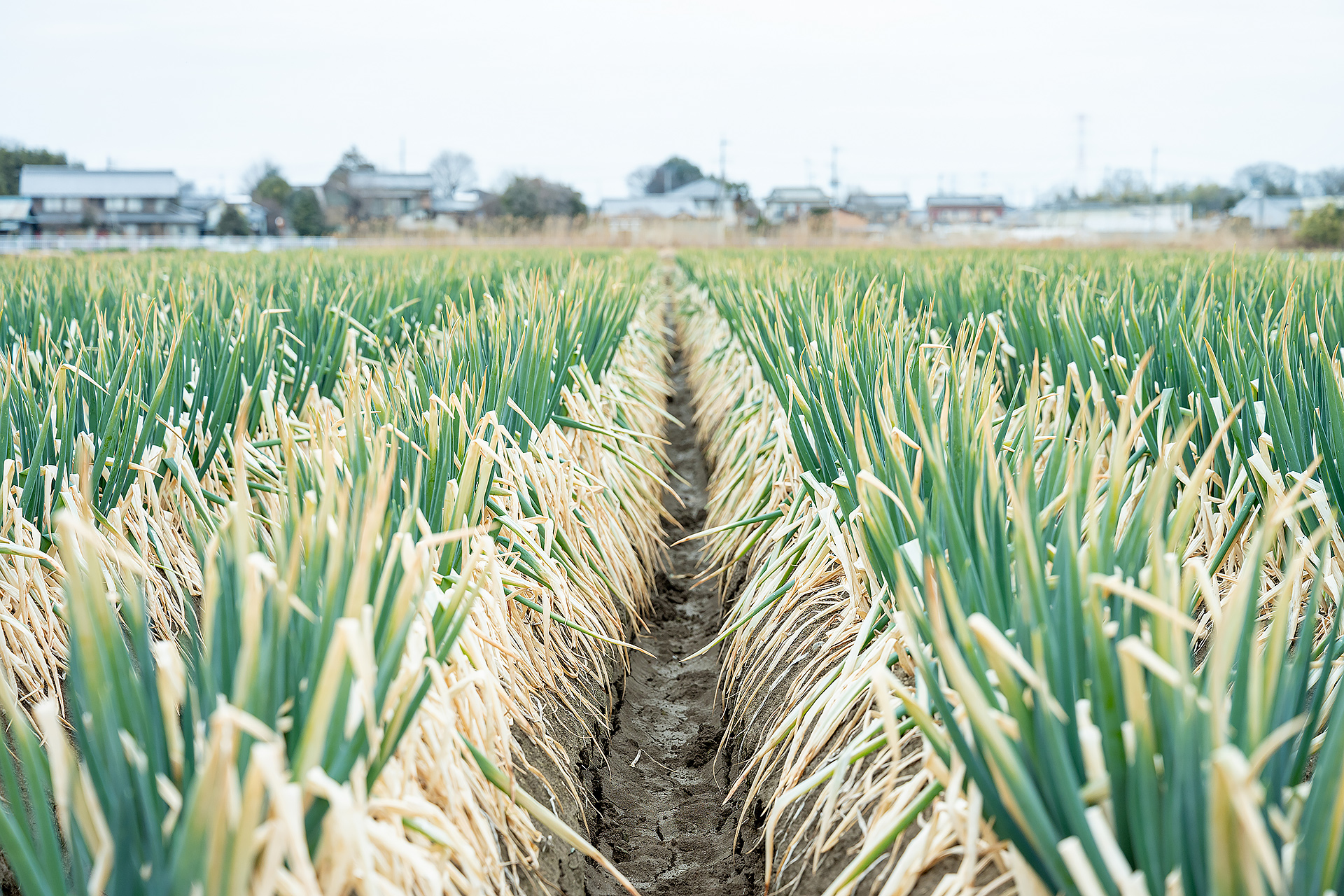 熊谷のねぎ｜熊谷野菜｜晴れまちFARM