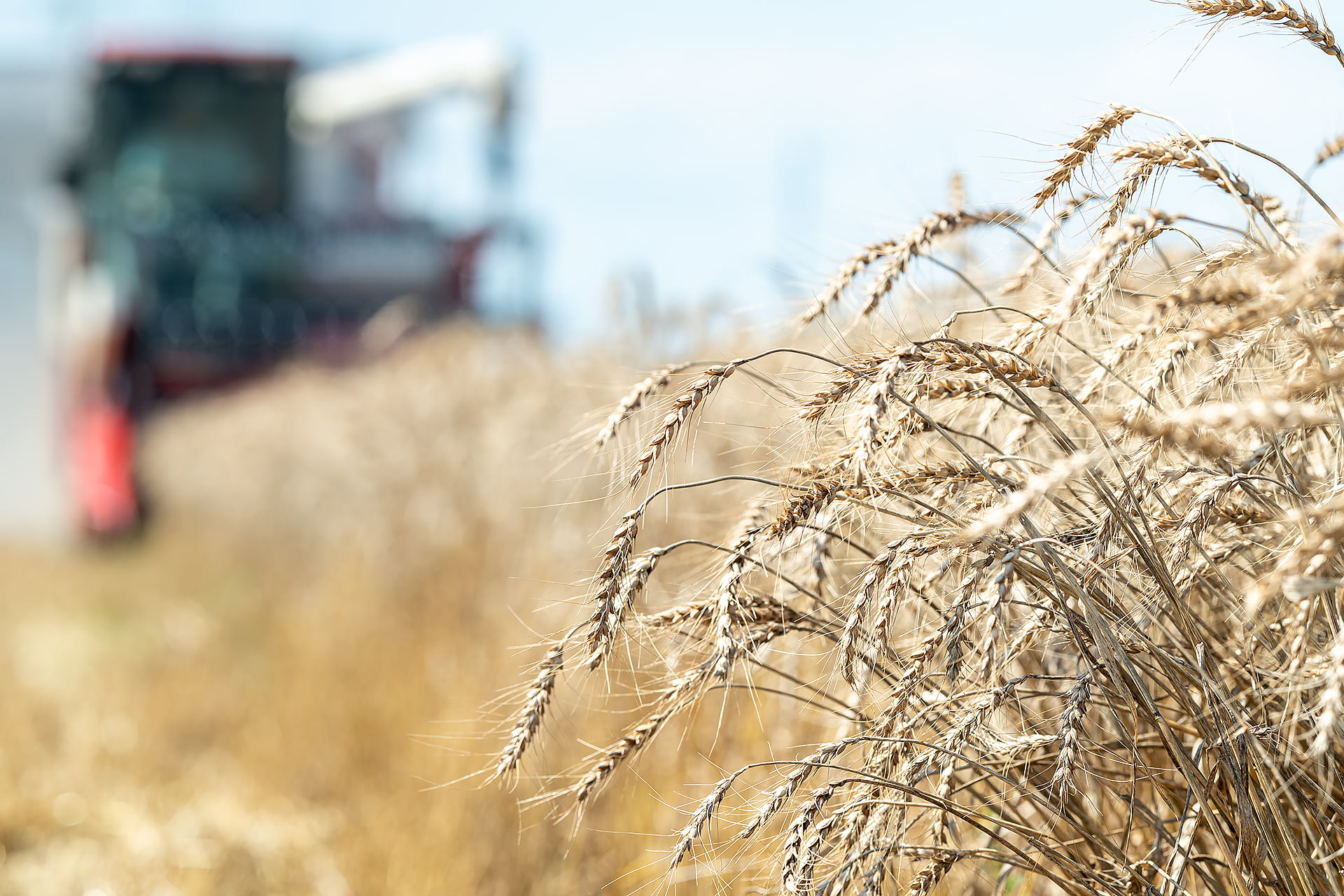 熊谷の麦の収穫|晴れまちFARM