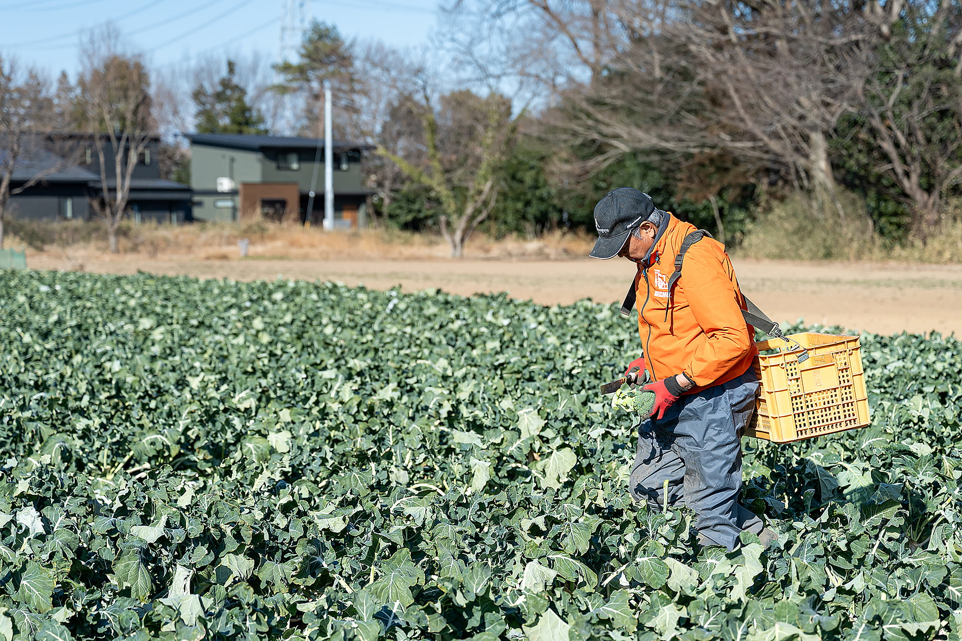 吉田一豊さん｜ブロッコリー｜晴れまちFARM