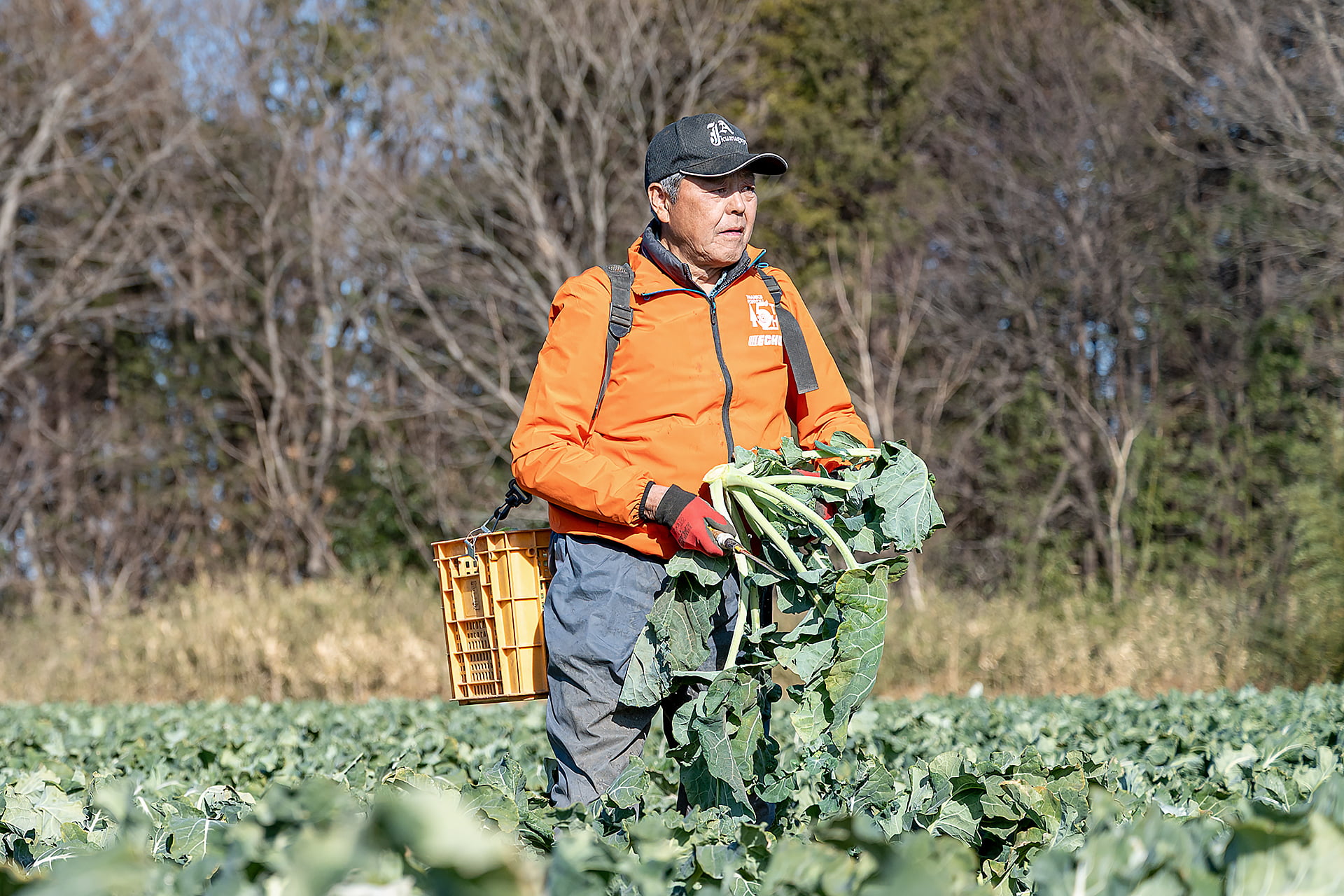 吉田一豊さん｜ブロッコリー｜晴れまちFARM