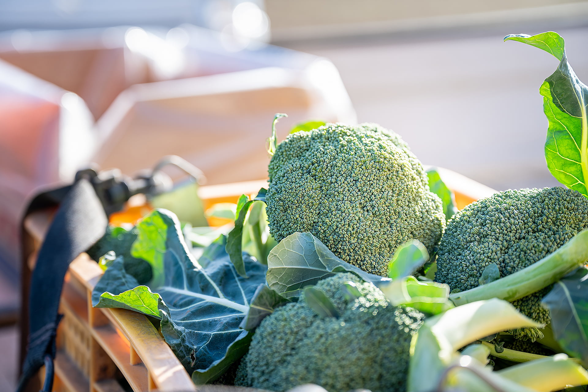 吉田一豊さん｜ブロッコリー｜晴れまちFARM