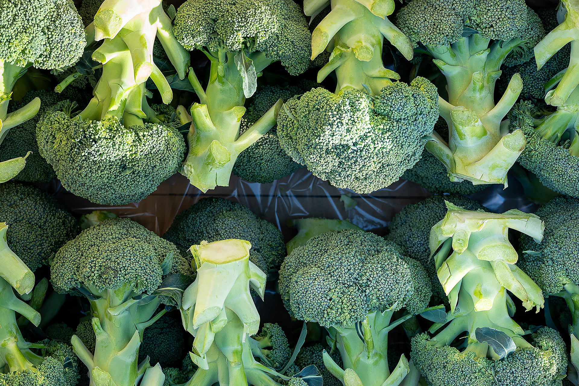 吉田一豊さん｜ブロッコリー｜晴れまちFARM