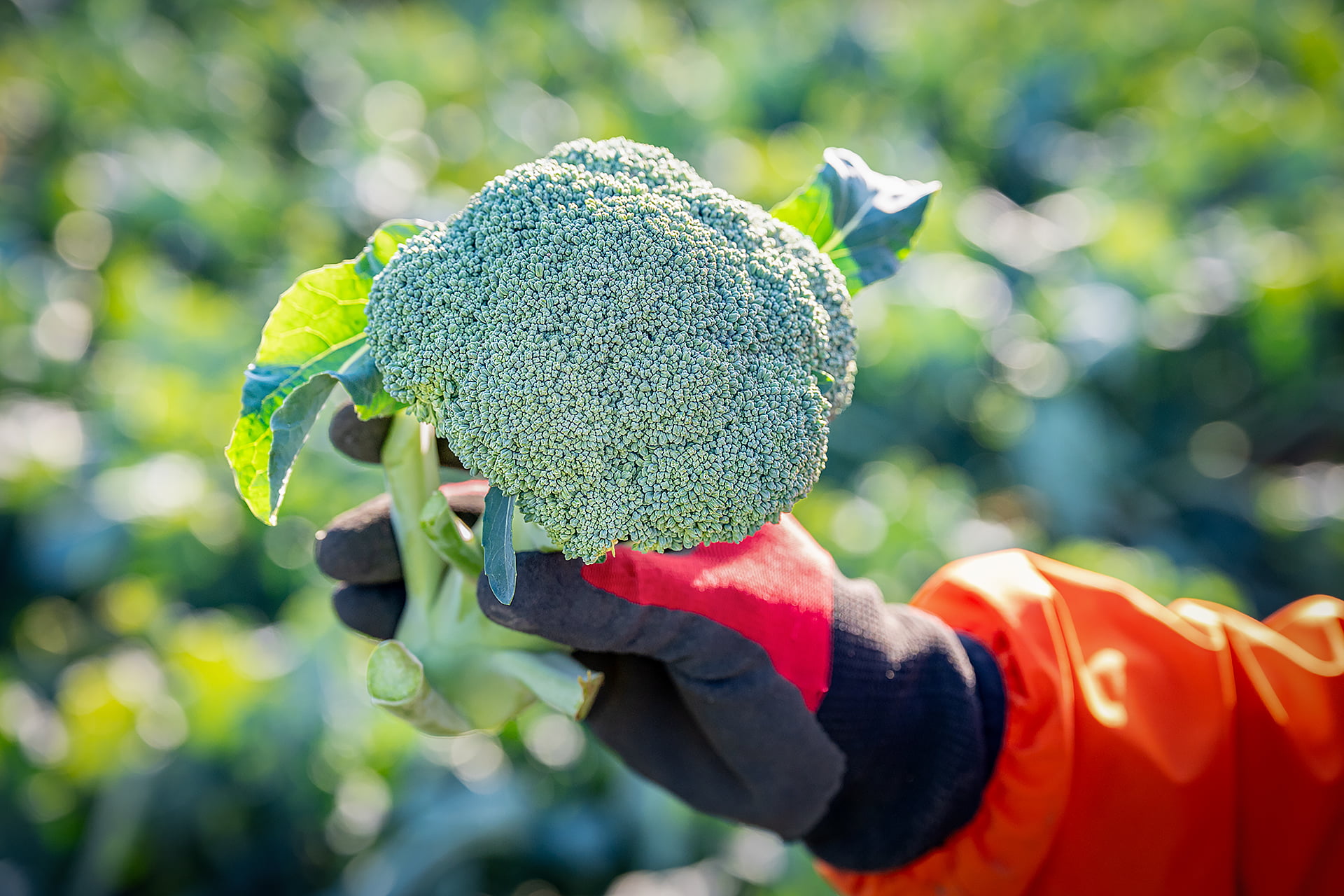 吉田一豊さん｜ブロッコリー｜晴れまちFARM
